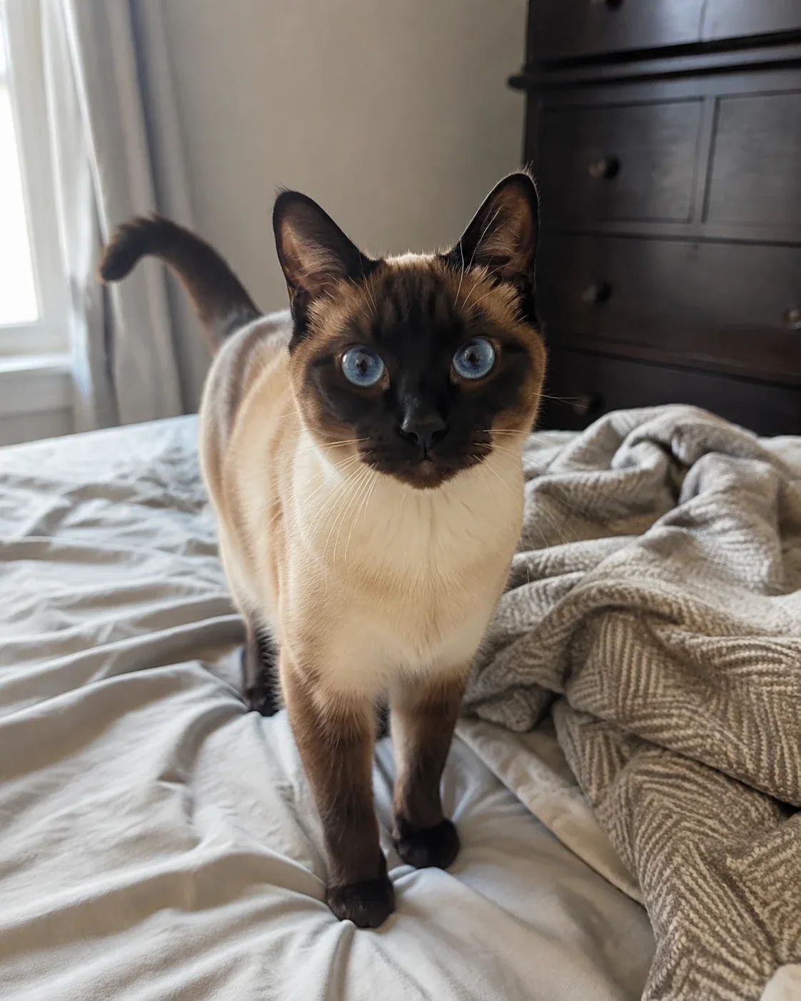 Siamese sample photo