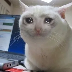 Crying Cat meme showing a pale cat with watery eyes beside a laptop.