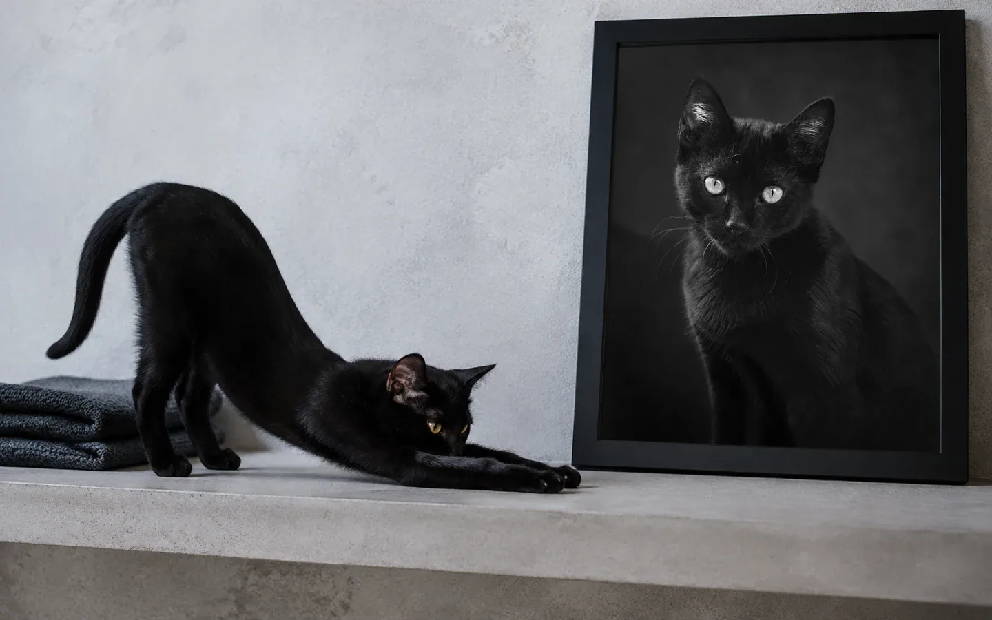 black kitten beside its framed portrait in a home display