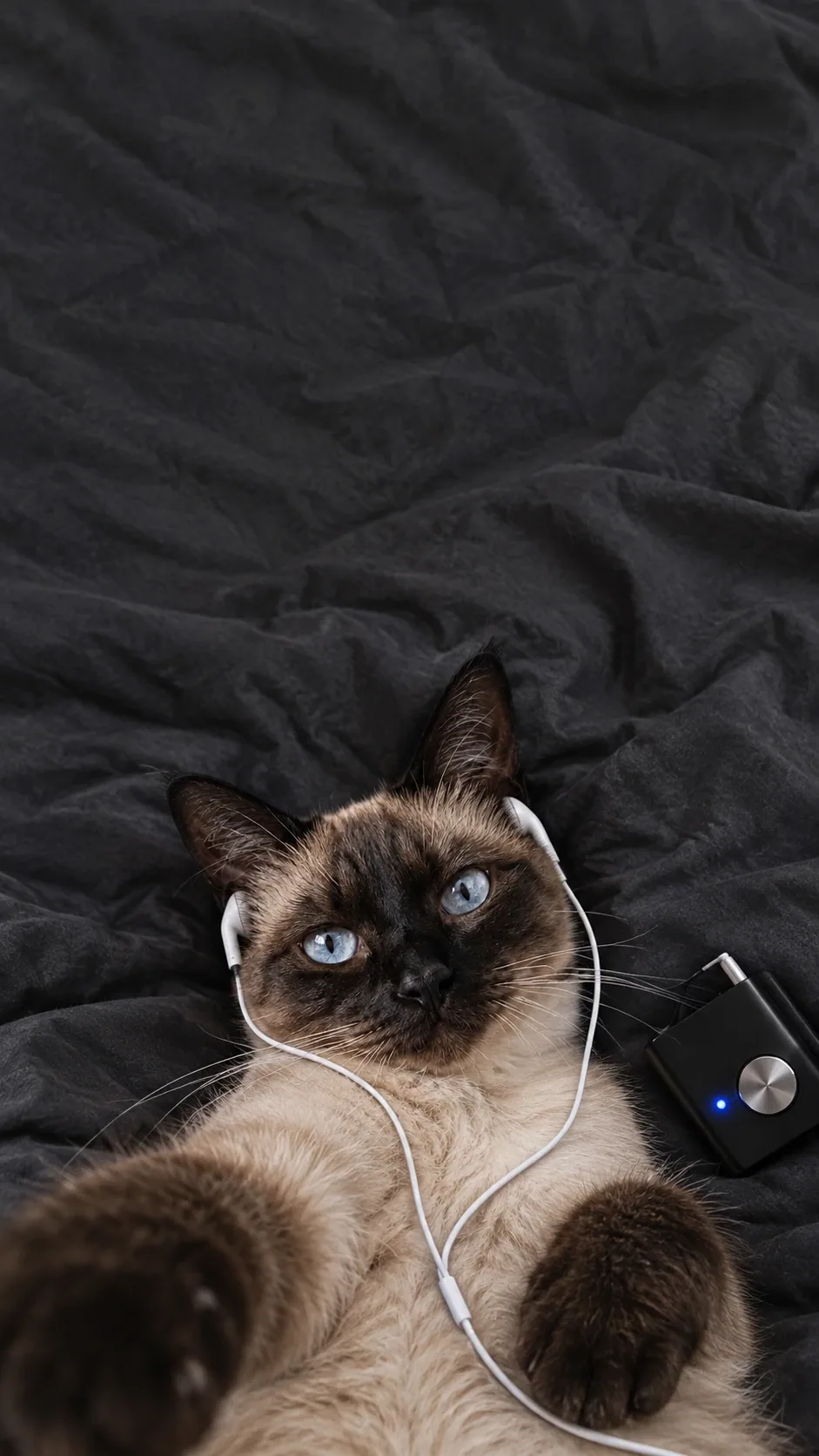 A relaxed cat sinks into charcoal bedding with wired earbuds and a tiny music player. of the same seal-point siamese