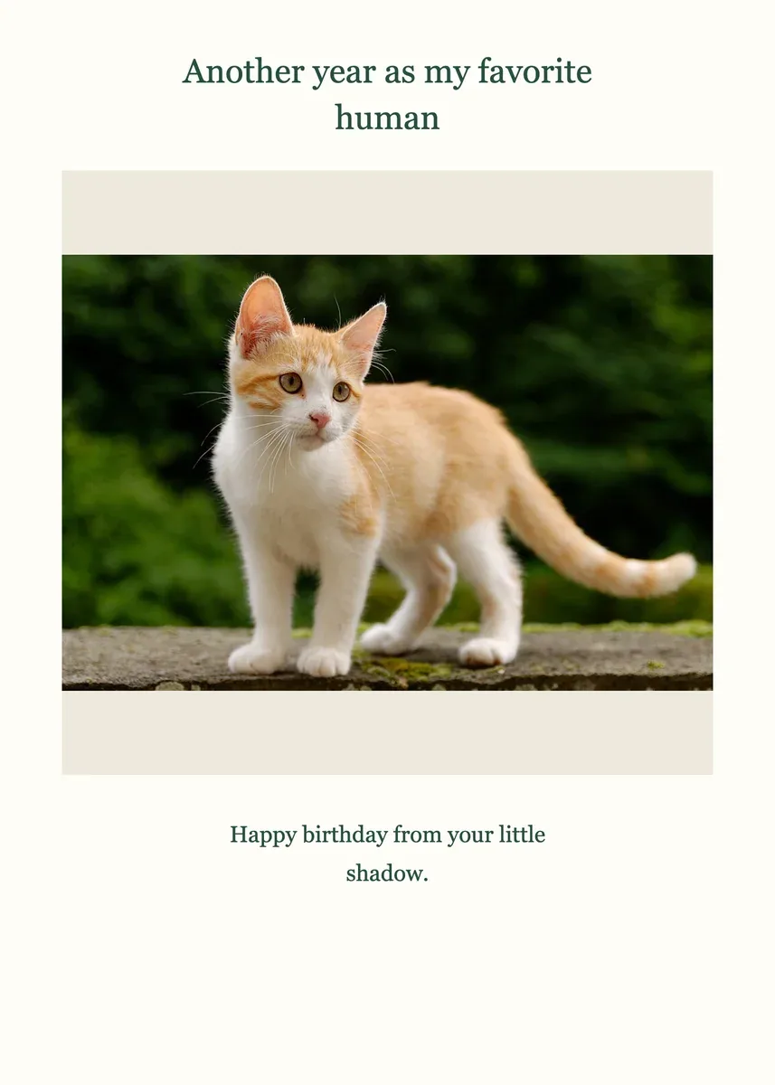 A birthday card exported from the local editor using a Frameow cat reference image.