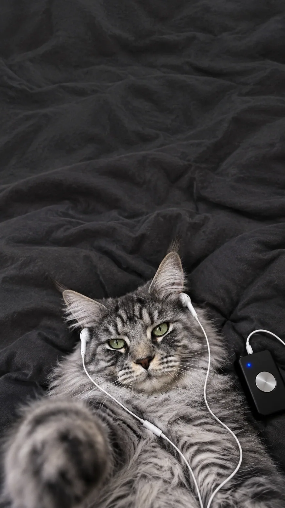 A relaxed cat sinks into charcoal bedding with wired earbuds and a tiny music player. of the same silver tabby maine coon
