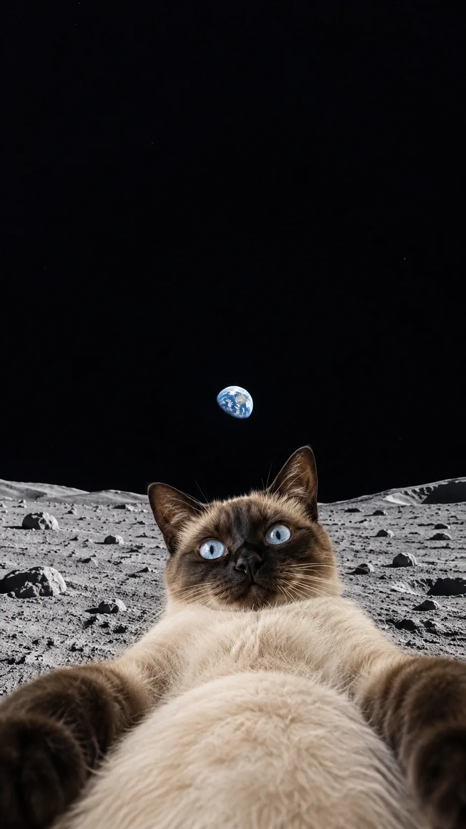 A wide-angle lunar selfie puts your cat’s round belly and outstretched paws front and center. of the same seal-point siamese
