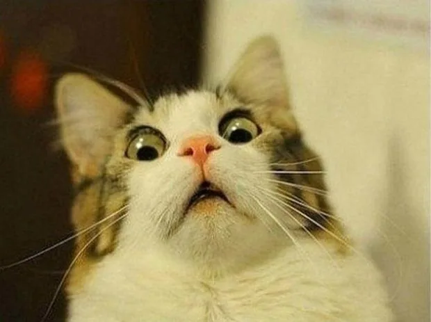 Scared Cat meme showing a tabby-and-white cat looking upward with wide eyes.